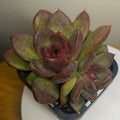 Echeveria Velvet Peach - Rare