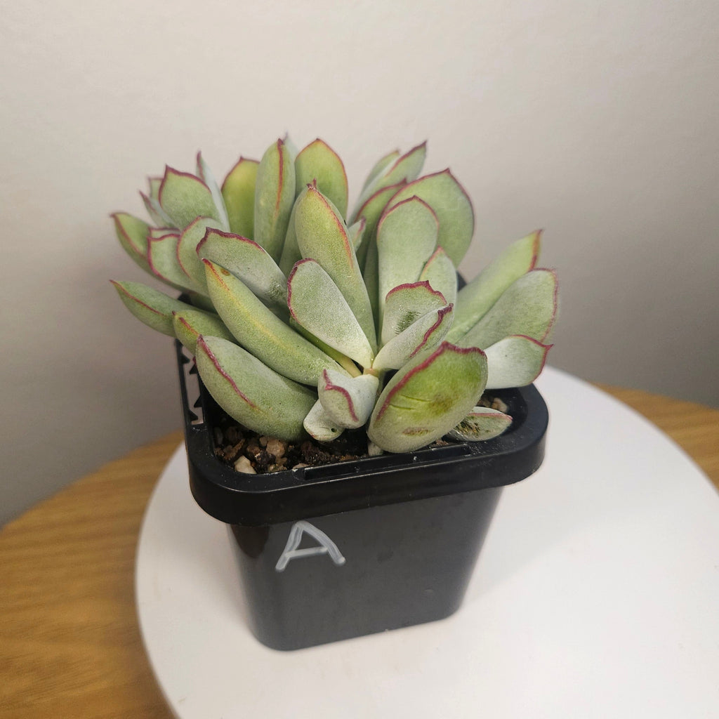 Cotyledon 'Choco Line'