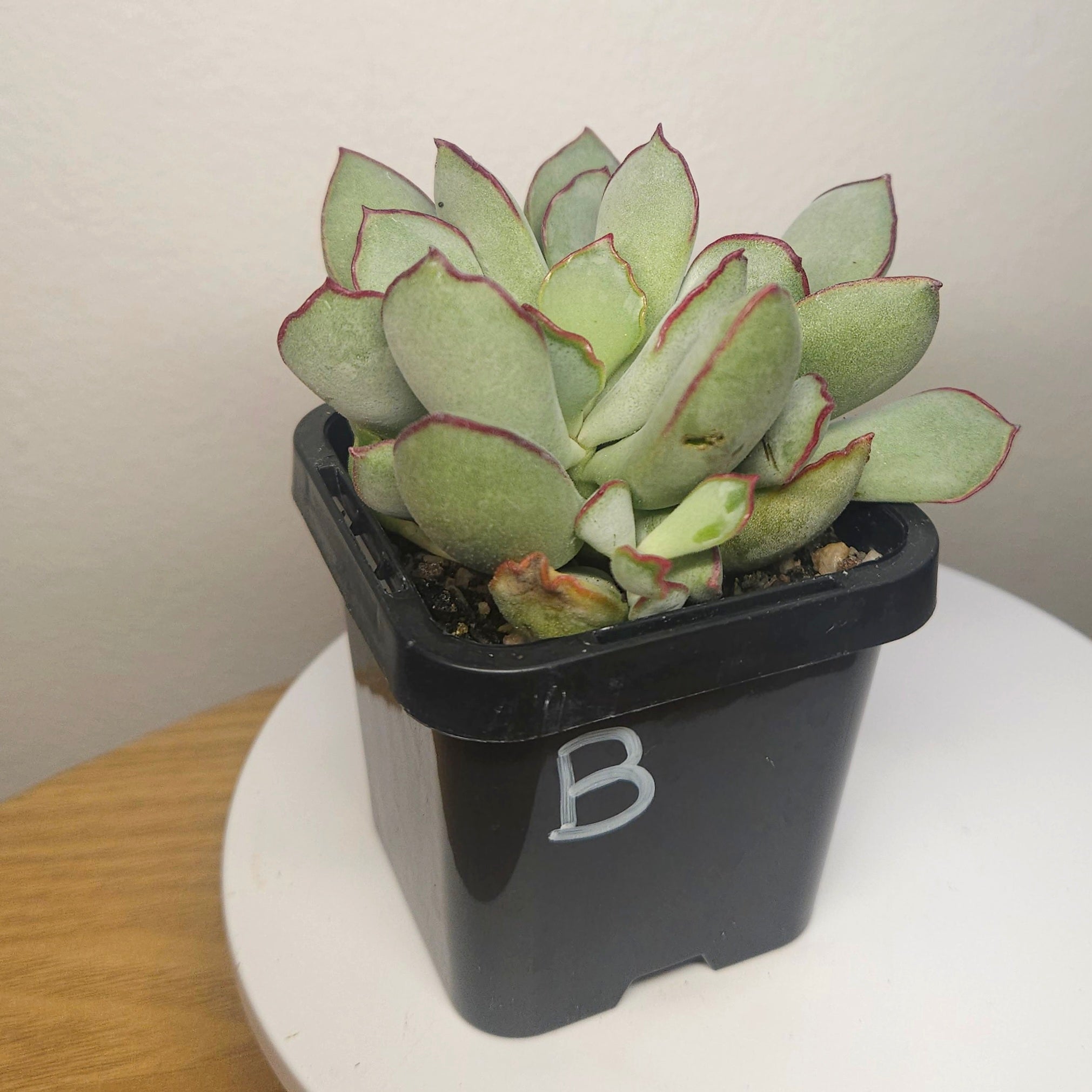 Cotyledon 'Choco Line'
