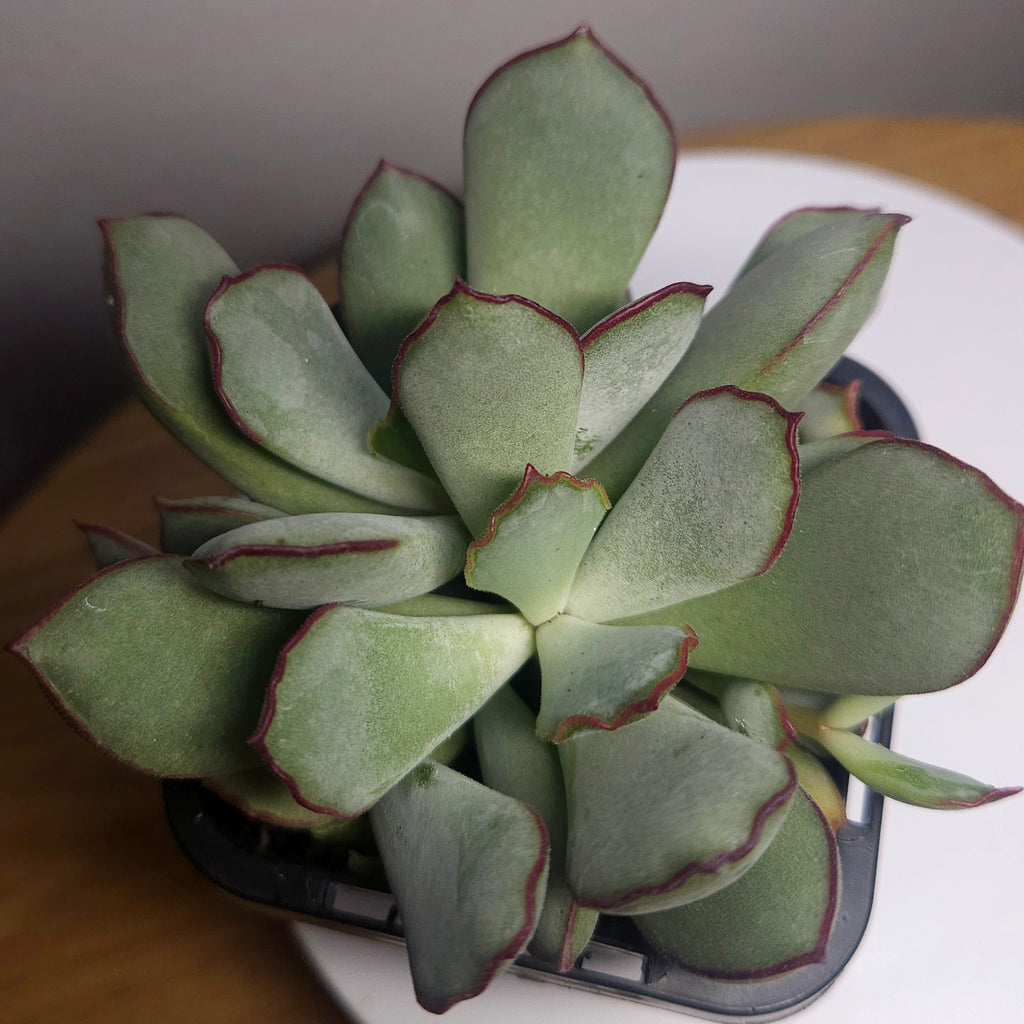 Cotyledon 'Choco Line'