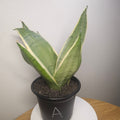 Sansevieria White Snow – Rare White Variegated Snake Plant