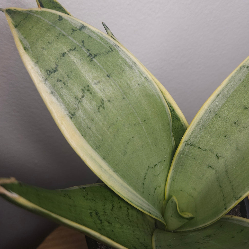 Sansevieria White Snow – Rare White Variegated Snake Plant