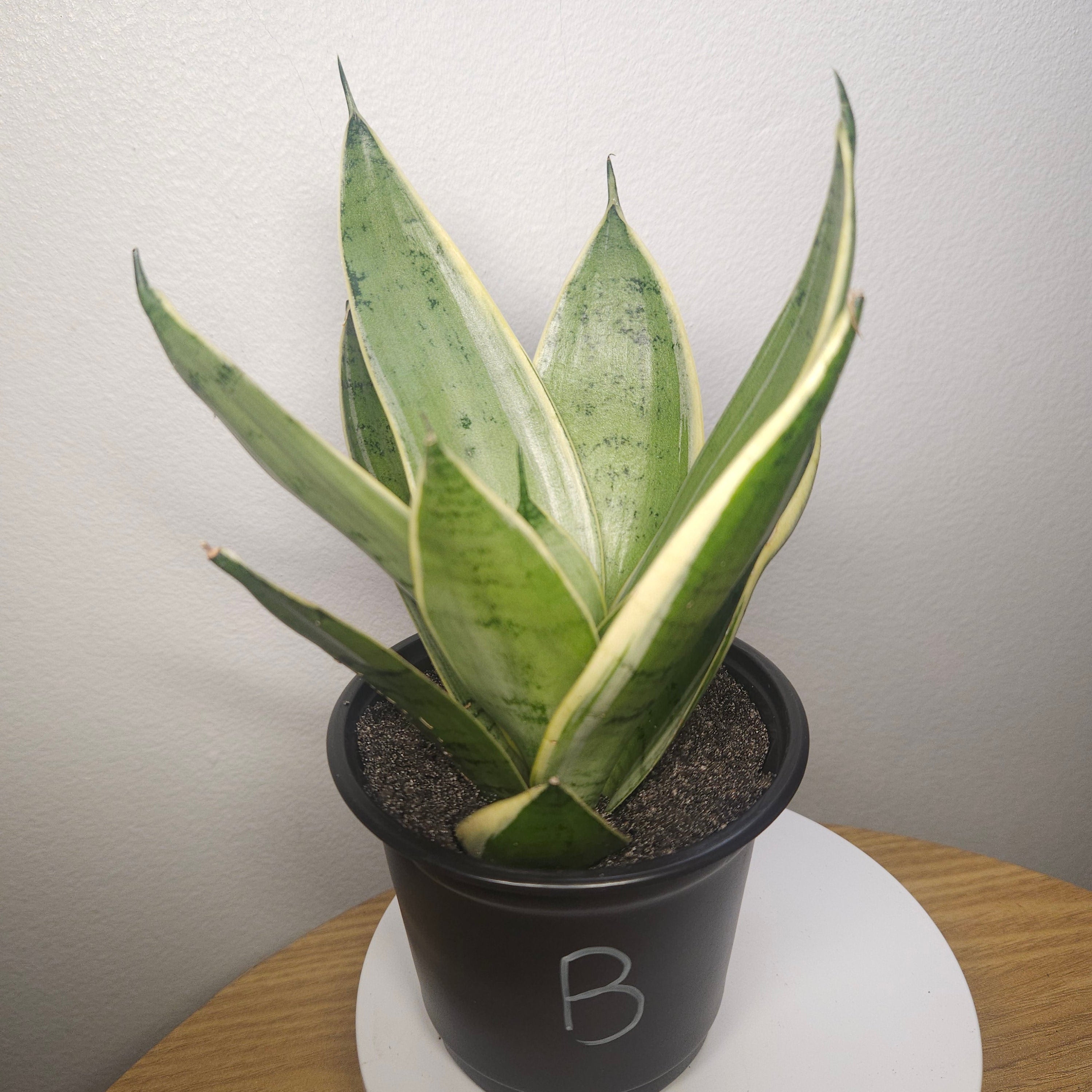Sansevieria White Snow – Rare White Variegated Snake Plant