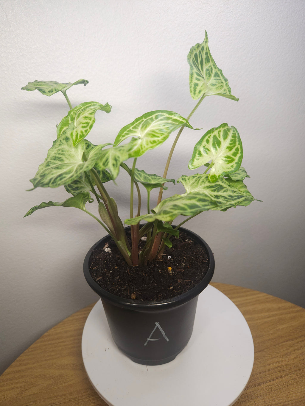Syngonium Batik – Rare Patterned Arrowhead Plant