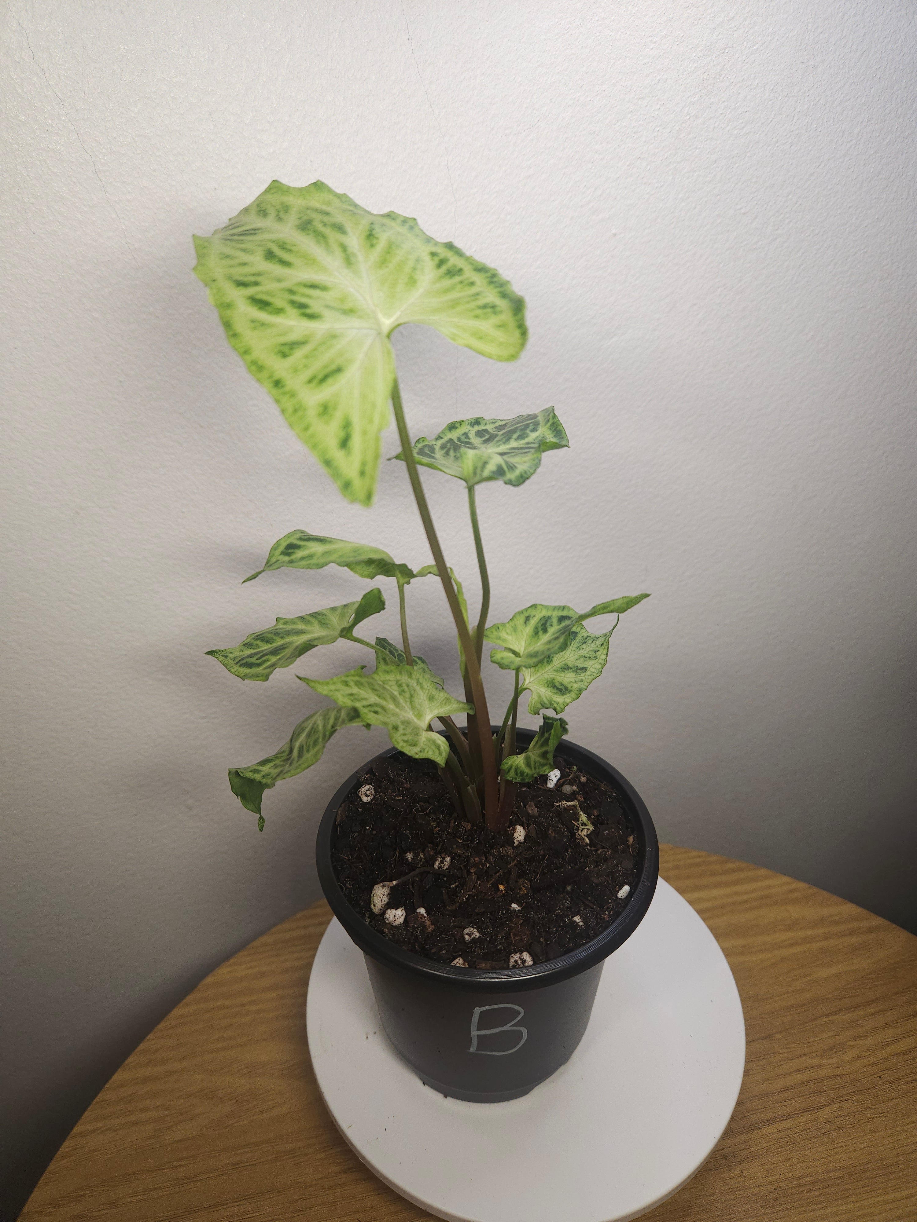 Syngonium Batik – Rare Patterned Arrowhead Plant