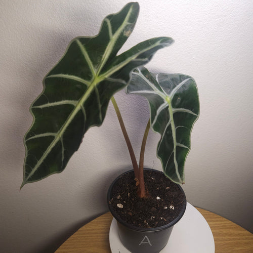 Alocasia Amazonica – Bold Veined Tropical Indoor Plant