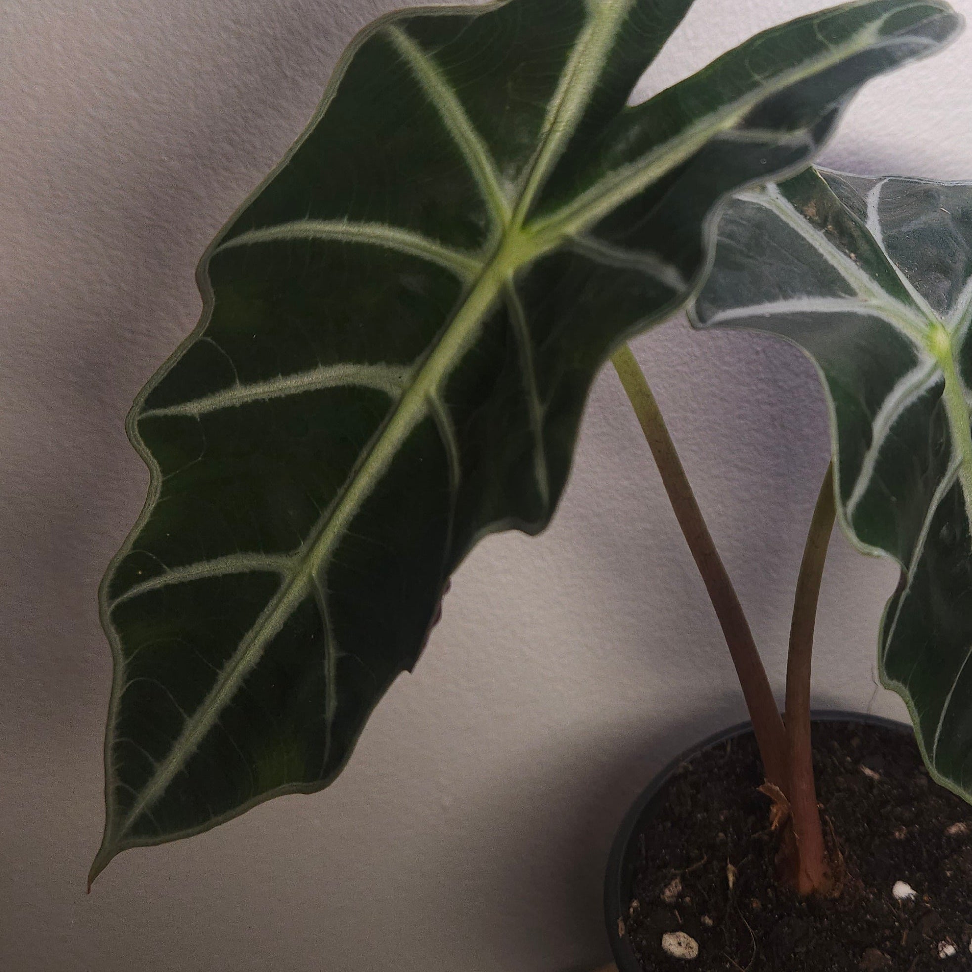 Alocasia Amazonica – Bold Veined Tropical Indoor Plant