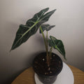 Alocasia Amazonica – Bold Veined Tropical Indoor Plant