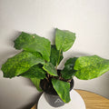 Calathea musaica – Rare Mosaic Foliage Indoor Plant