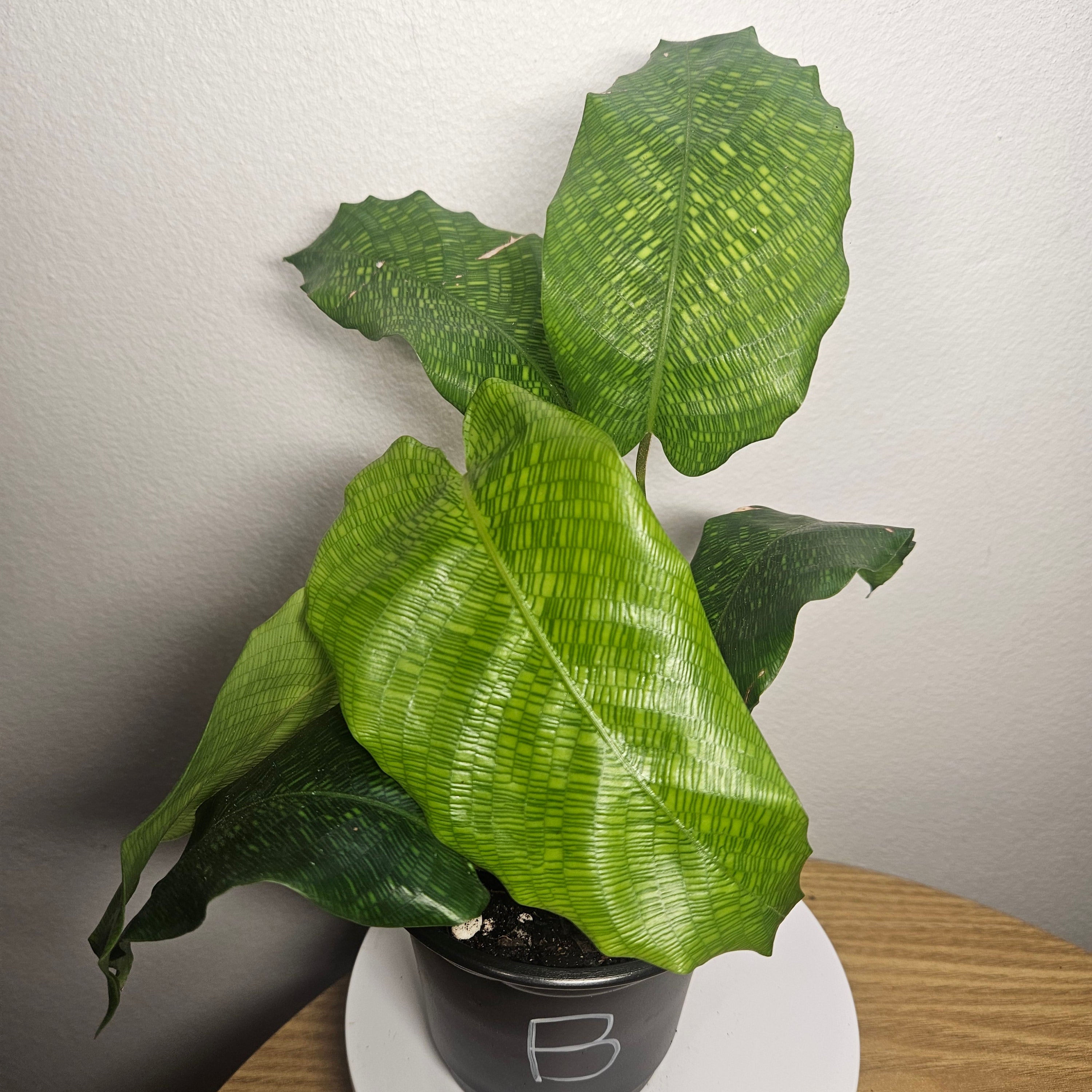 Calathea musaica – Rare Mosaic Foliage Indoor Plant