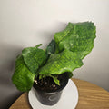 Calathea musaica | Rare Mosaic Foliage Indoor Plant