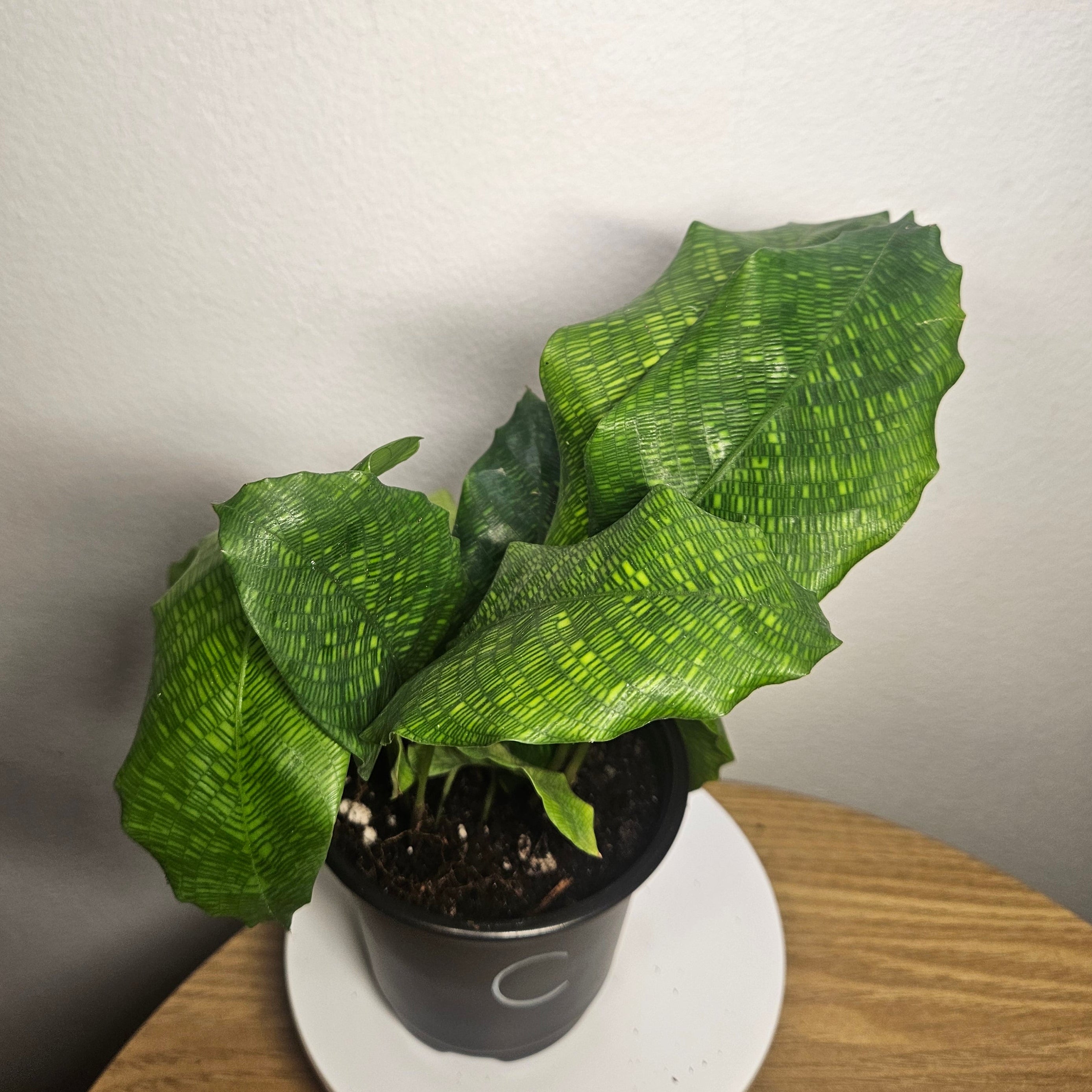 Calathea musaica – Rare Mosaic Foliage Indoor Plant