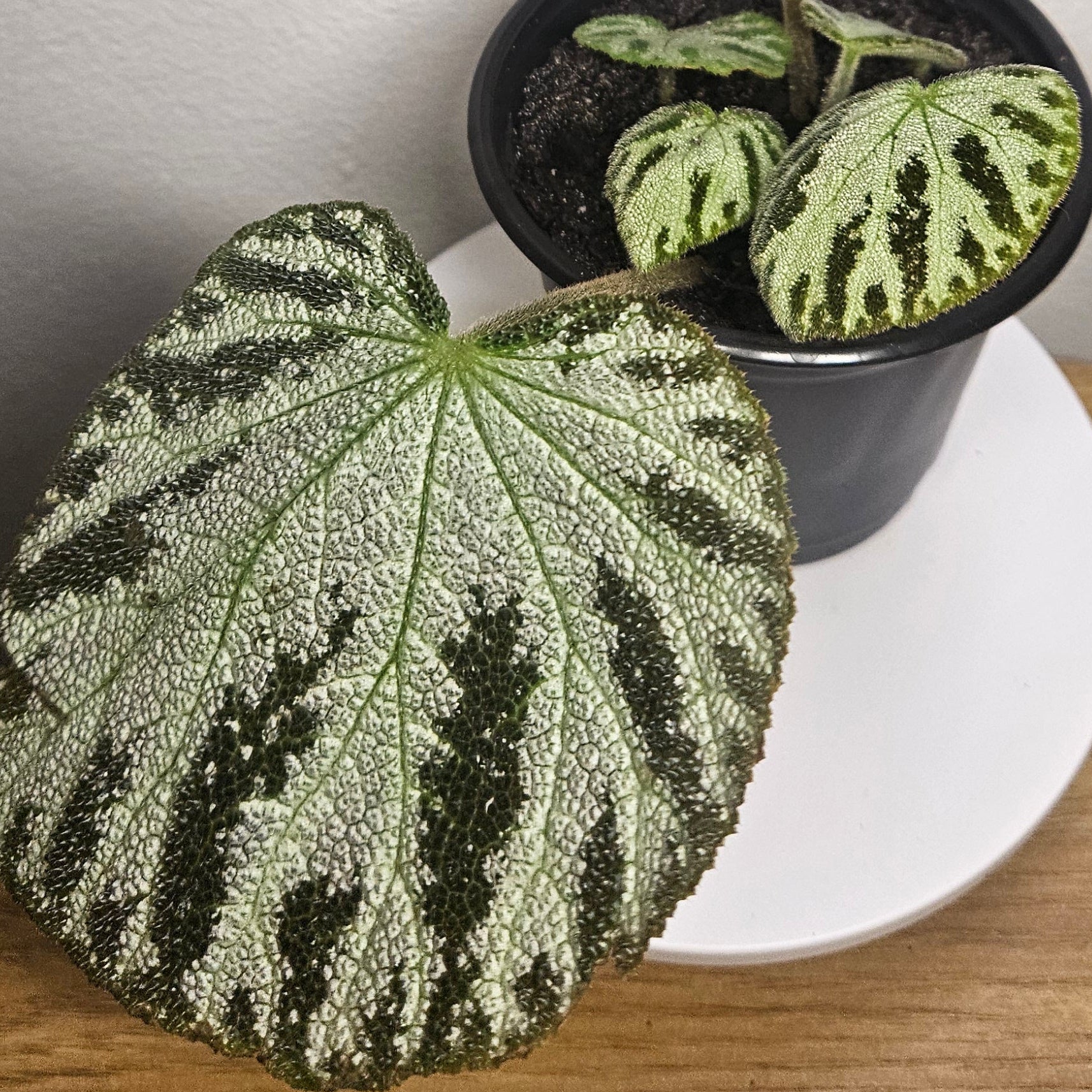 Begonia Silver Jewels – Rare Silver Foliage Indoor Plant
