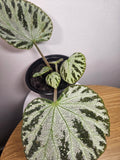 Begonia Silver Jewels – Rare Silver Foliage Indoor Plant