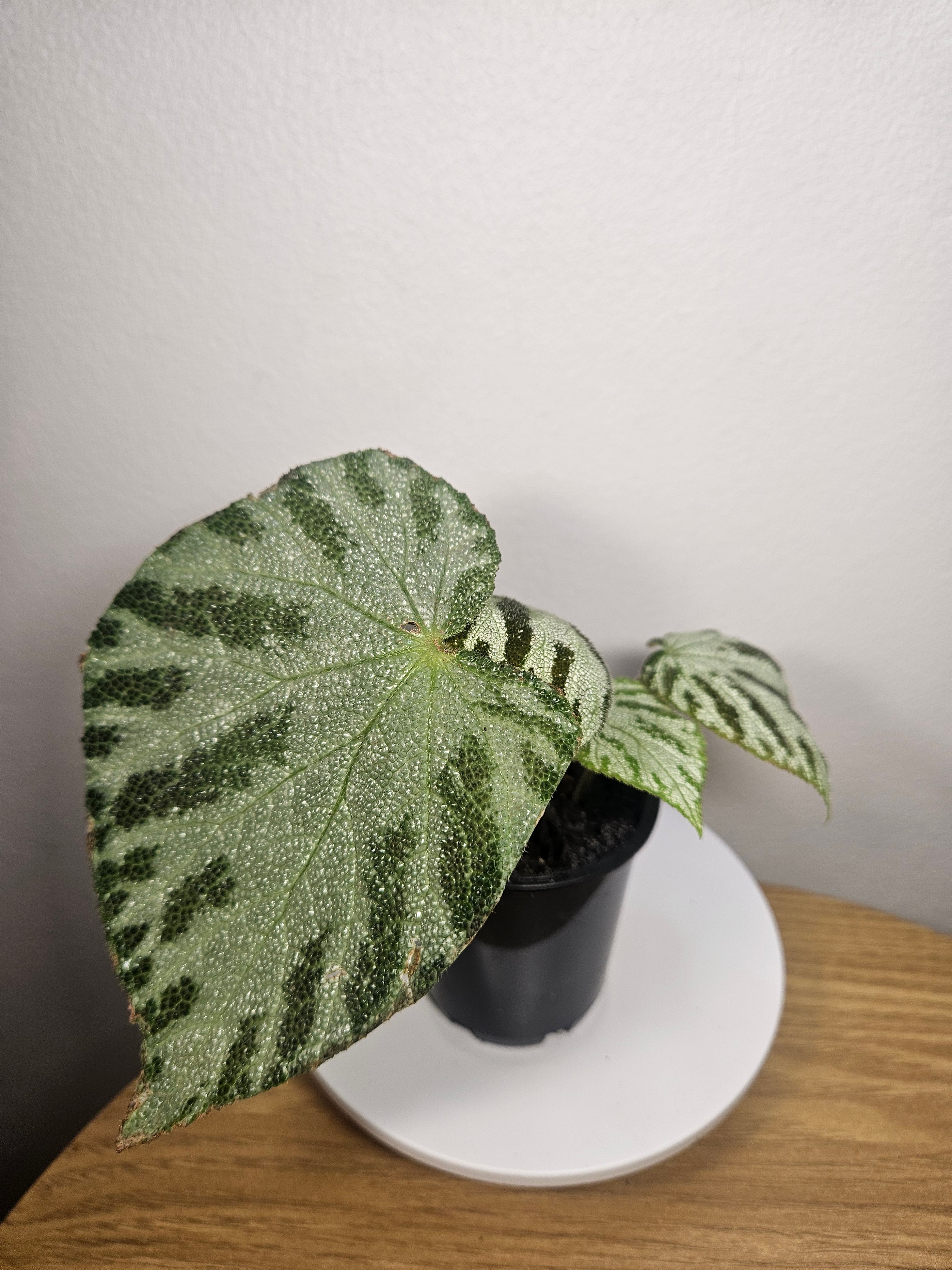 Begonia Silver Jewels – Rare Silver Foliage Indoor Plant