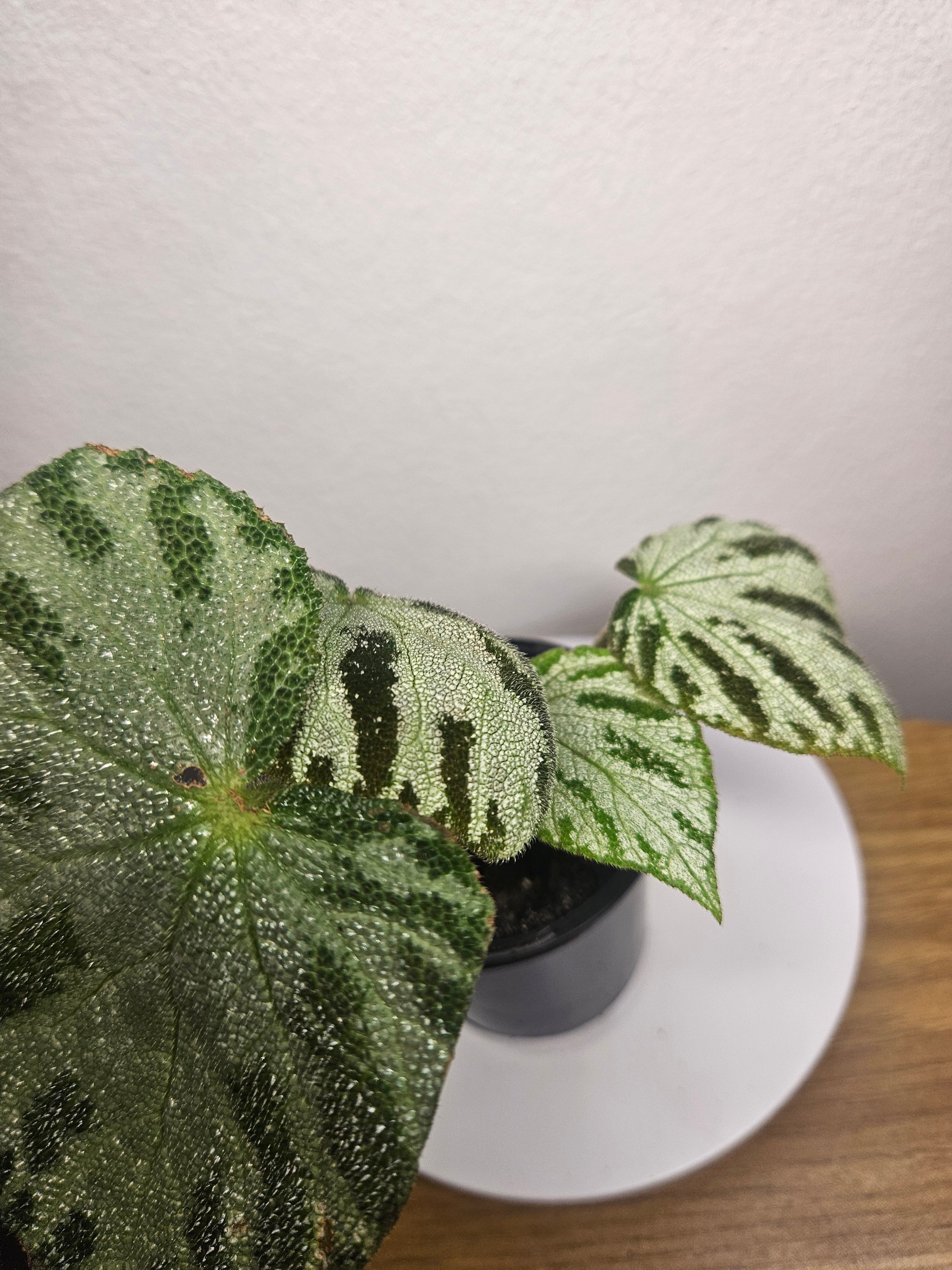 Begonia Silver Jewels – Rare Silver Foliage Indoor Plant
