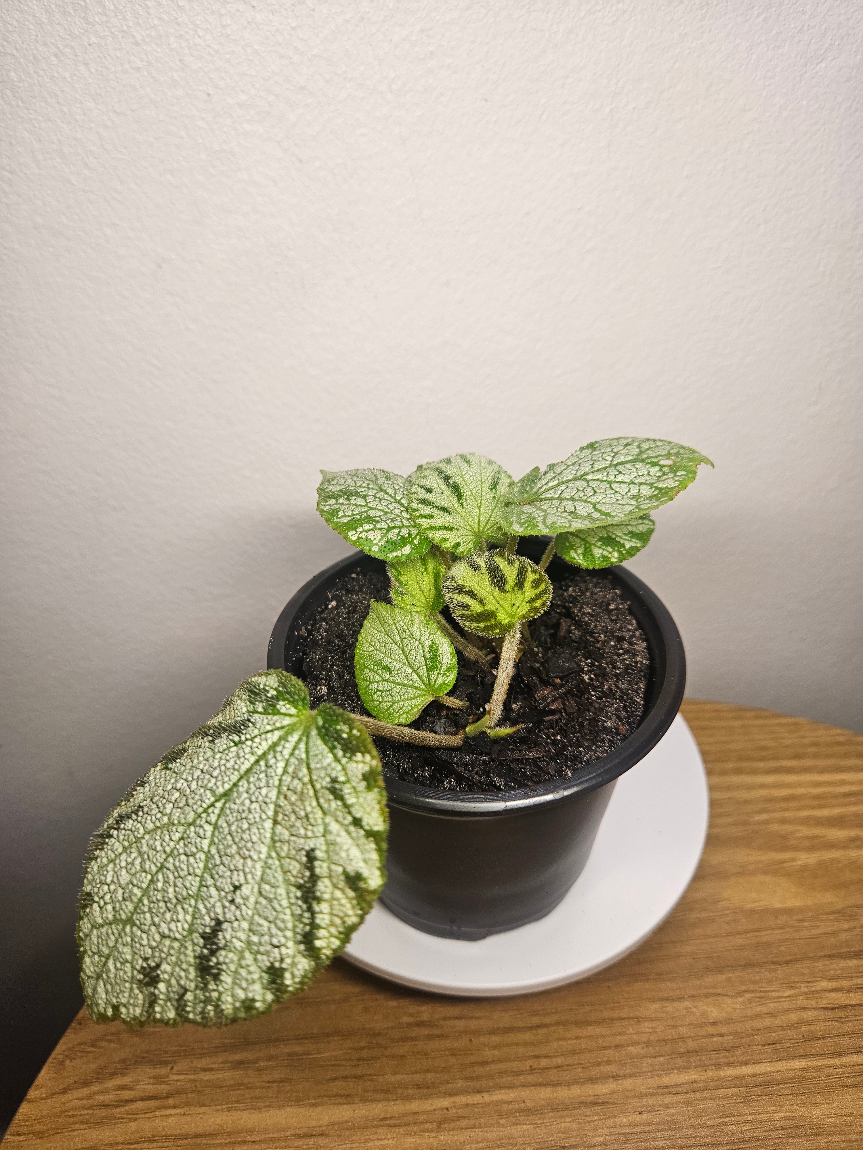 Begonia Silver Jewels – Rare Silver Foliage Indoor Plant