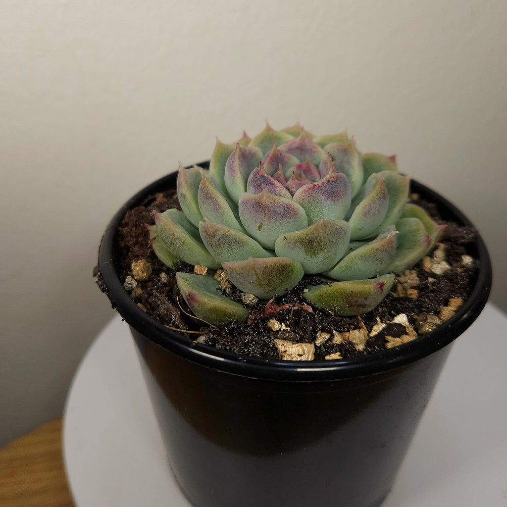 Echeveria ‘Purple Crystal’ – Rare Purple Succulent Collector Plant