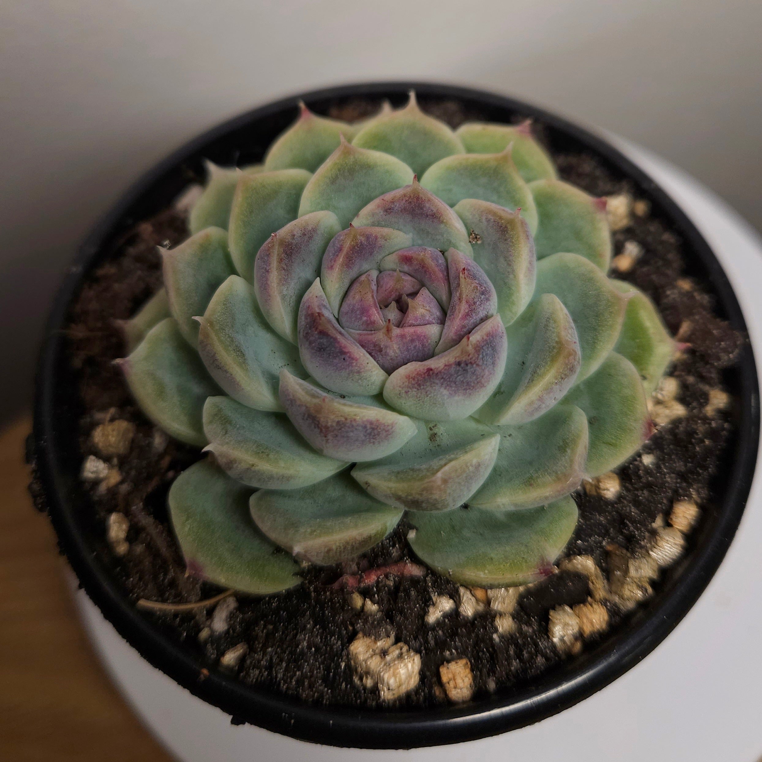 Echeveria ‘Purple Crystal’ – Rare Purple Succulent Collector Plant