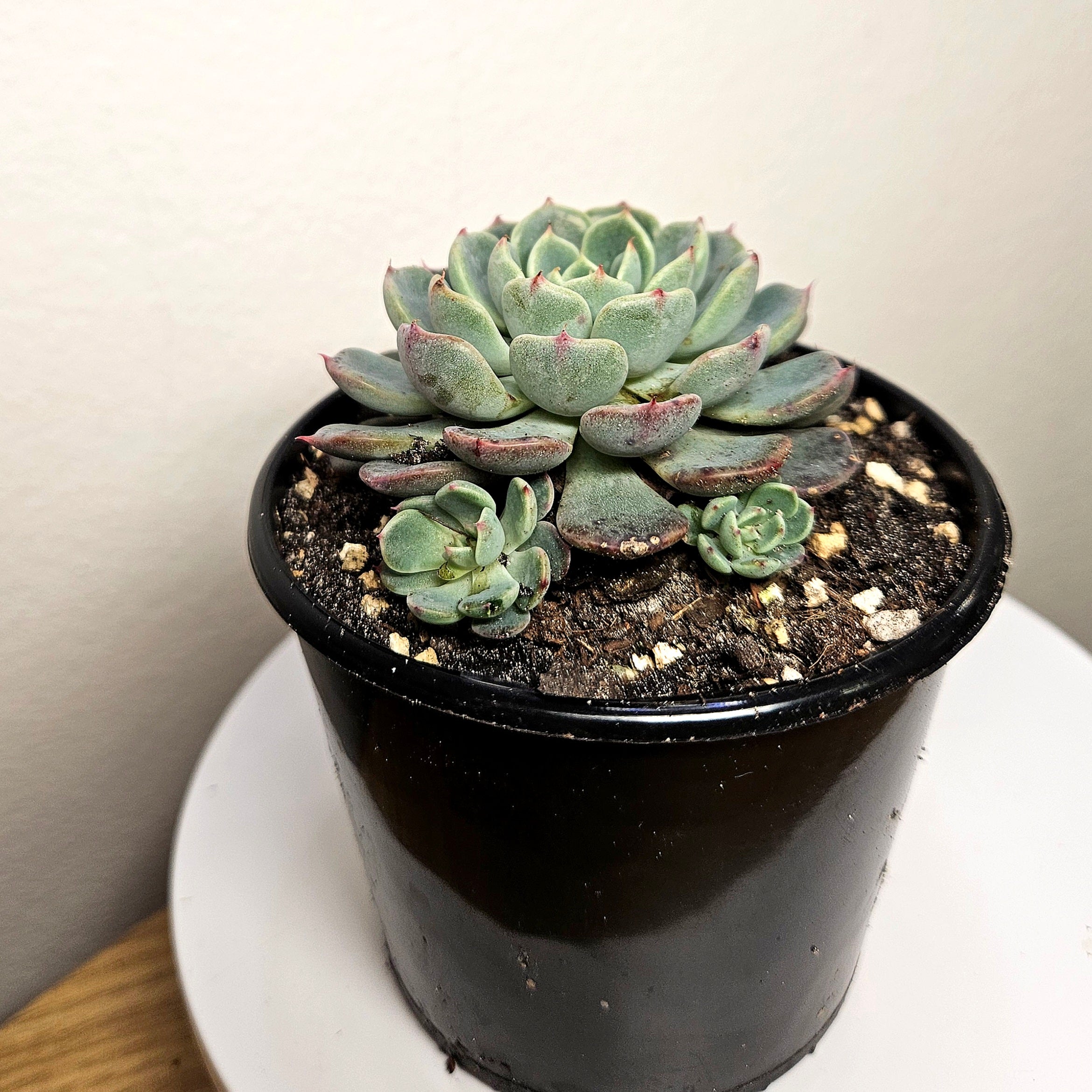 Echeveria ‘Nana Mini Hook’ – Rare Compact Succulent Collector Plant