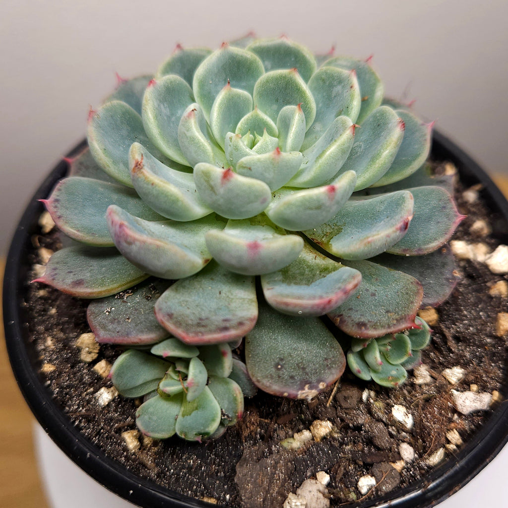 Echeveria ‘Nana Mini Hook’ – Rare Compact Succulent Collector Plant