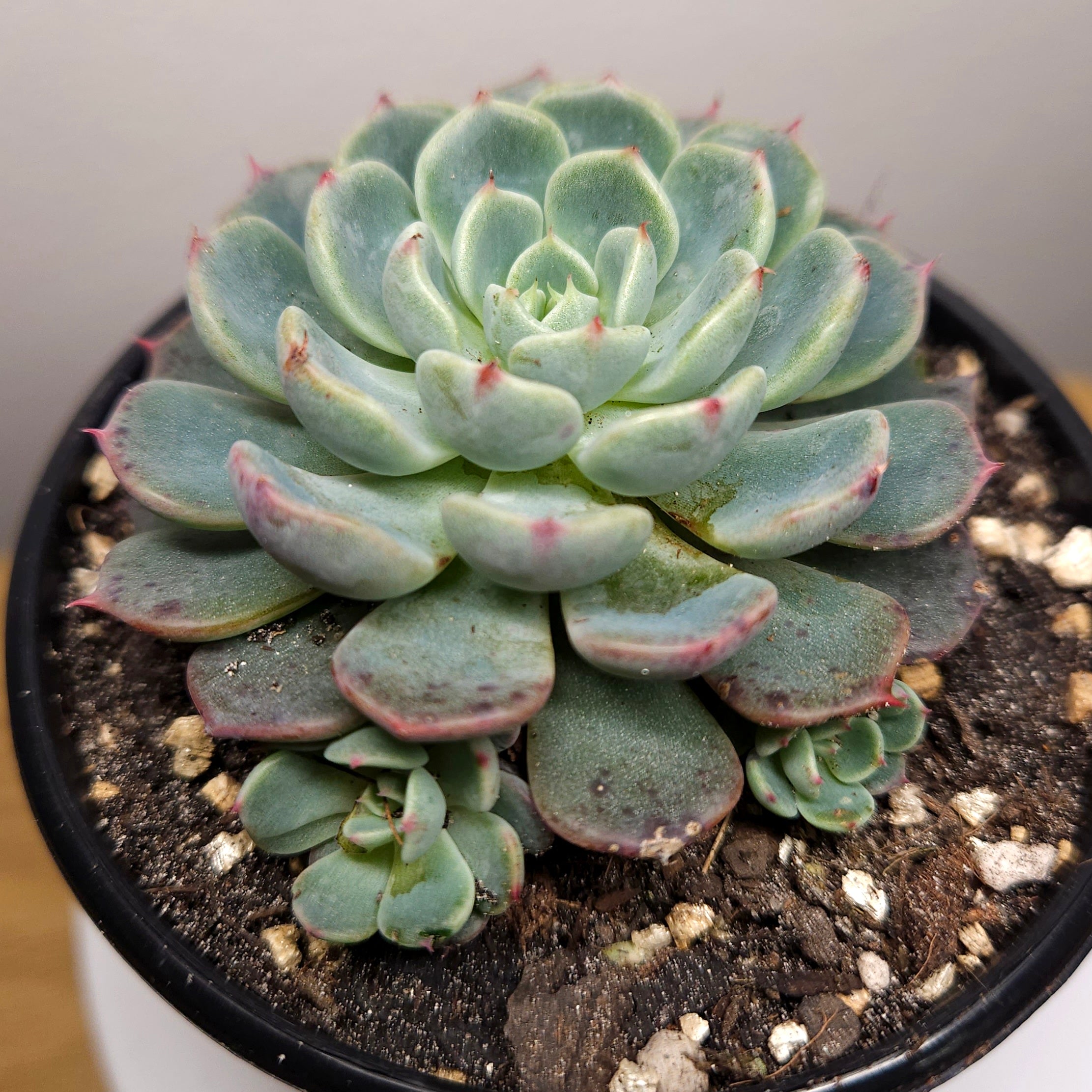 Echeveria ‘Nana Mini Hook’ – Rare Compact Succulent Collector Plant