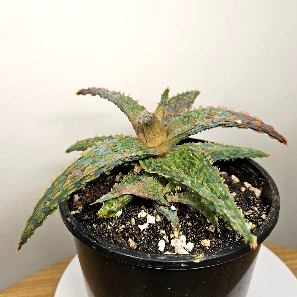 RARE Aloe ‘Marmalade’ – Colourful Collector Succulent Plant