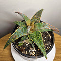RARE Aloe ‘Marmalade’ – Colourful Collector Succulent Plant