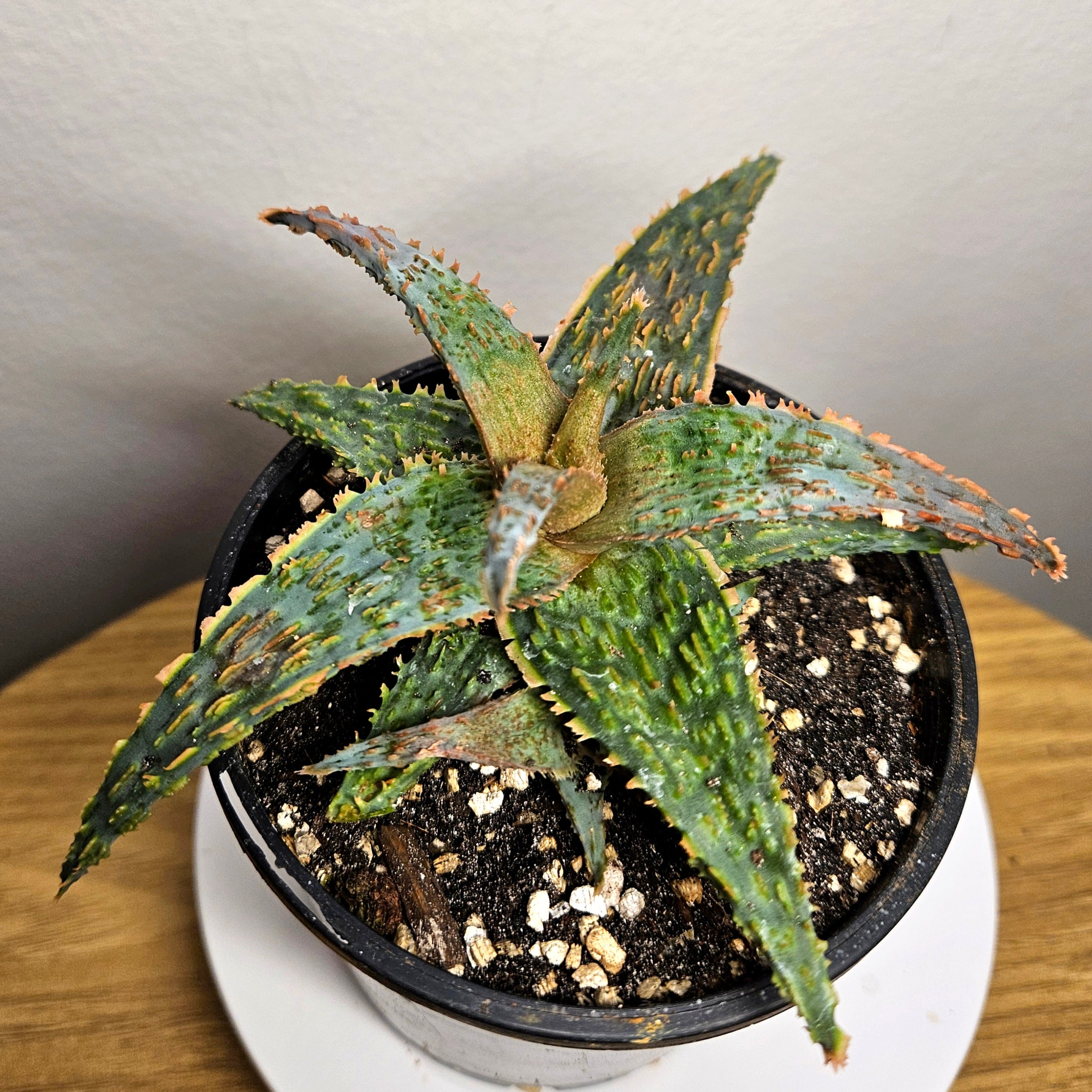 RARE Aloe ‘Marmalade’ – Colourful Collector Succulent Plant