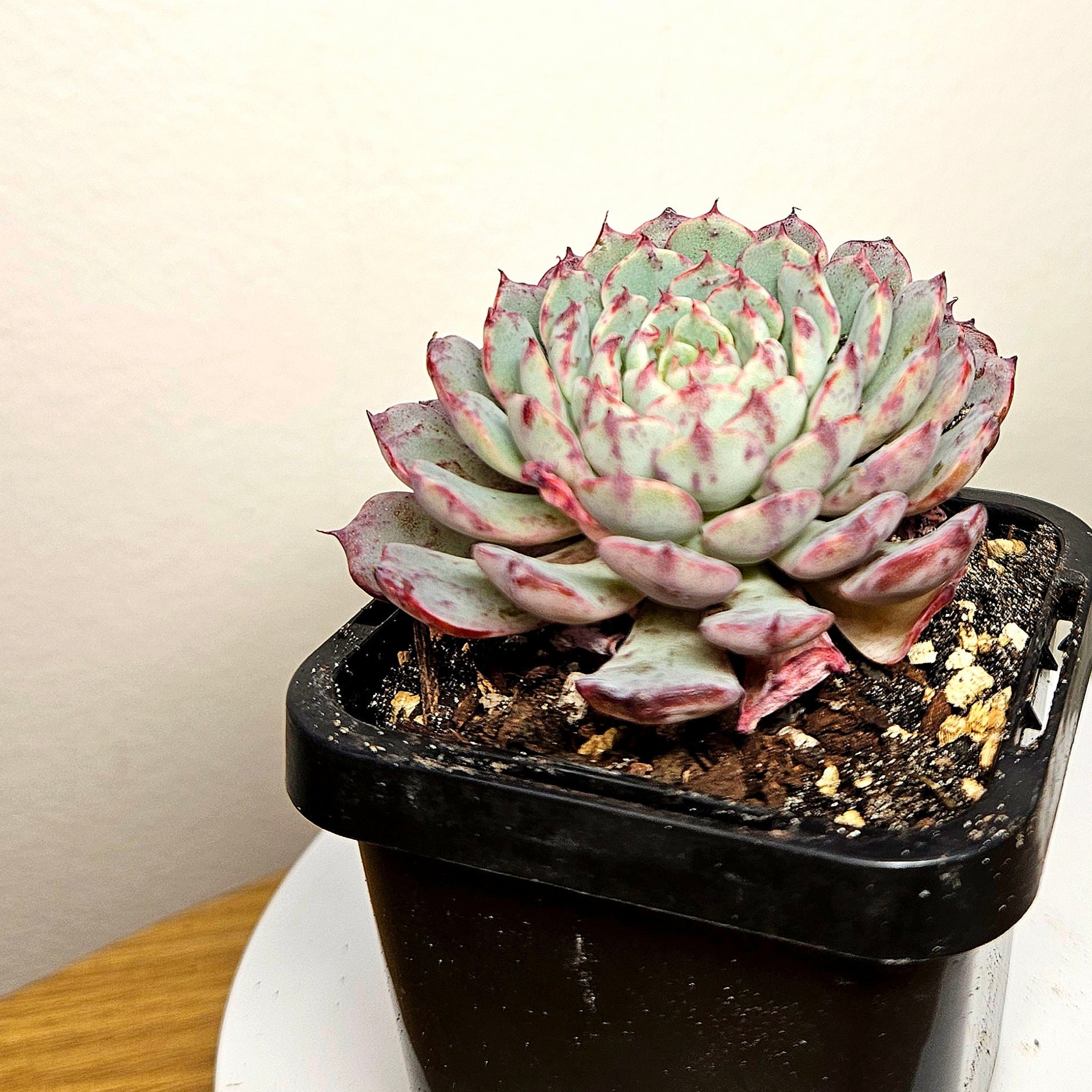 Echeveria ‘Tuxpan’ – Rare Colourful Succulent Collector Plant