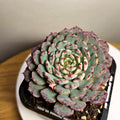 Echeveria ‘Tuxpan’ – Rare Colourful Succulent Collector Plant