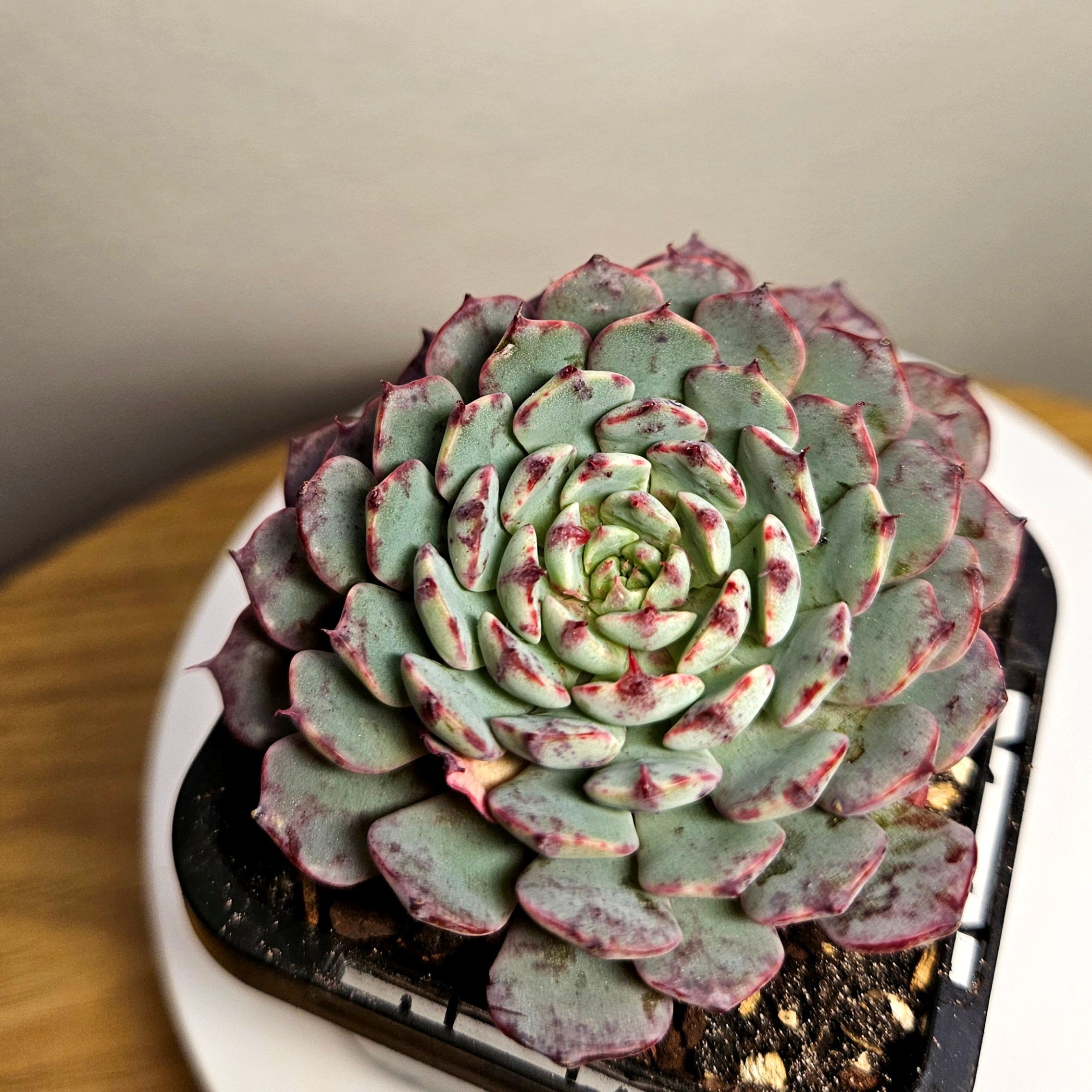 Echeveria ‘Tuxpan’ – Rare Colourful Succulent Collector Plant