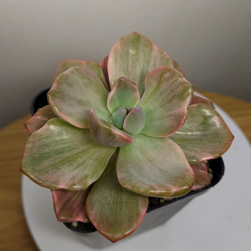 Graptoveria ‘Mr Richards’ – Rare Colourful Succulent Collector Plant