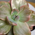 Graptoveria ‘Mr Richards’ – Rare Colourful Succulent Collector Plant