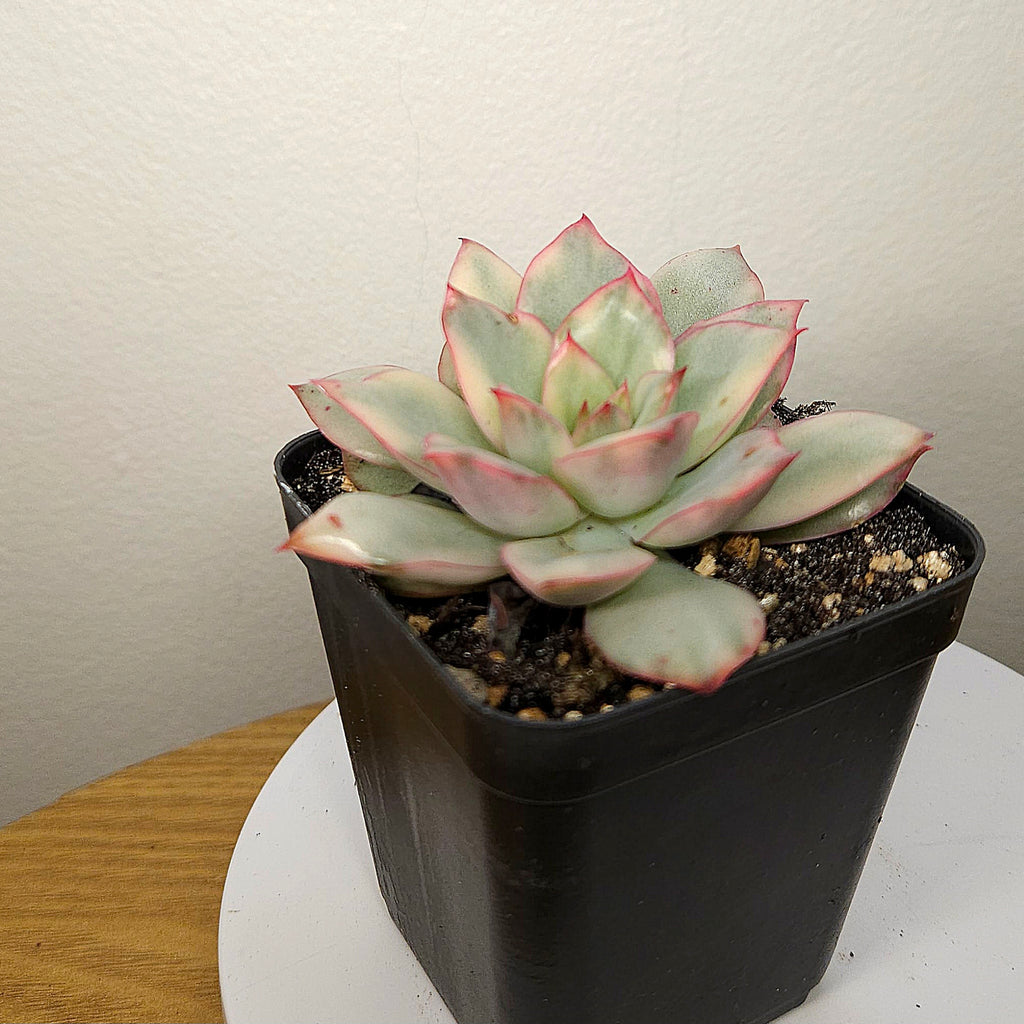 Echeveria ‘Moon Goddess’ – Rare Colourful Succulent Collector Plant