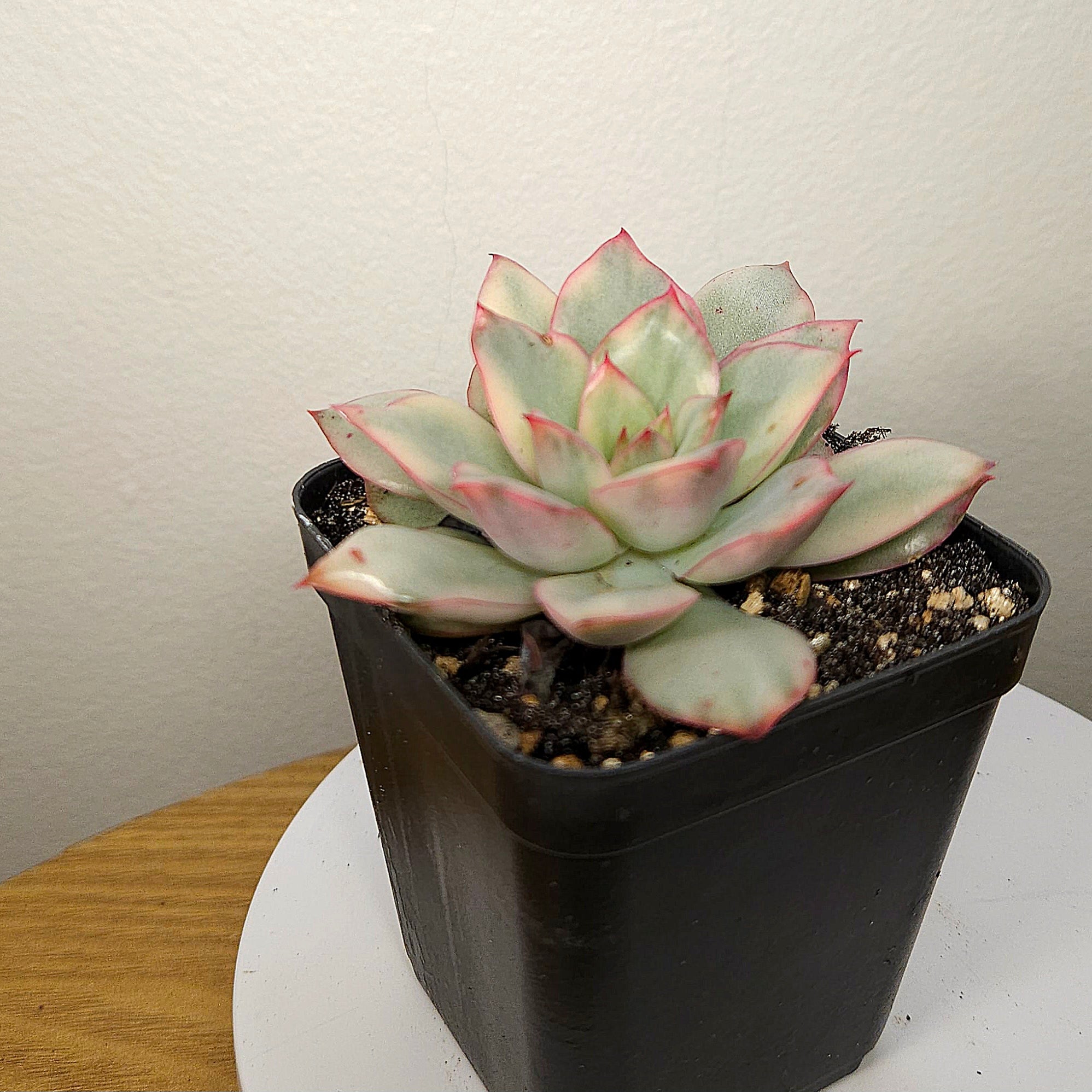 Echeveria ‘Moon Goddess’ – Rare Colourful Succulent Collector Plant