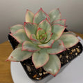 Echeveria ‘Moon Goddess’ – Rare Colourful Succulent Collector Plant