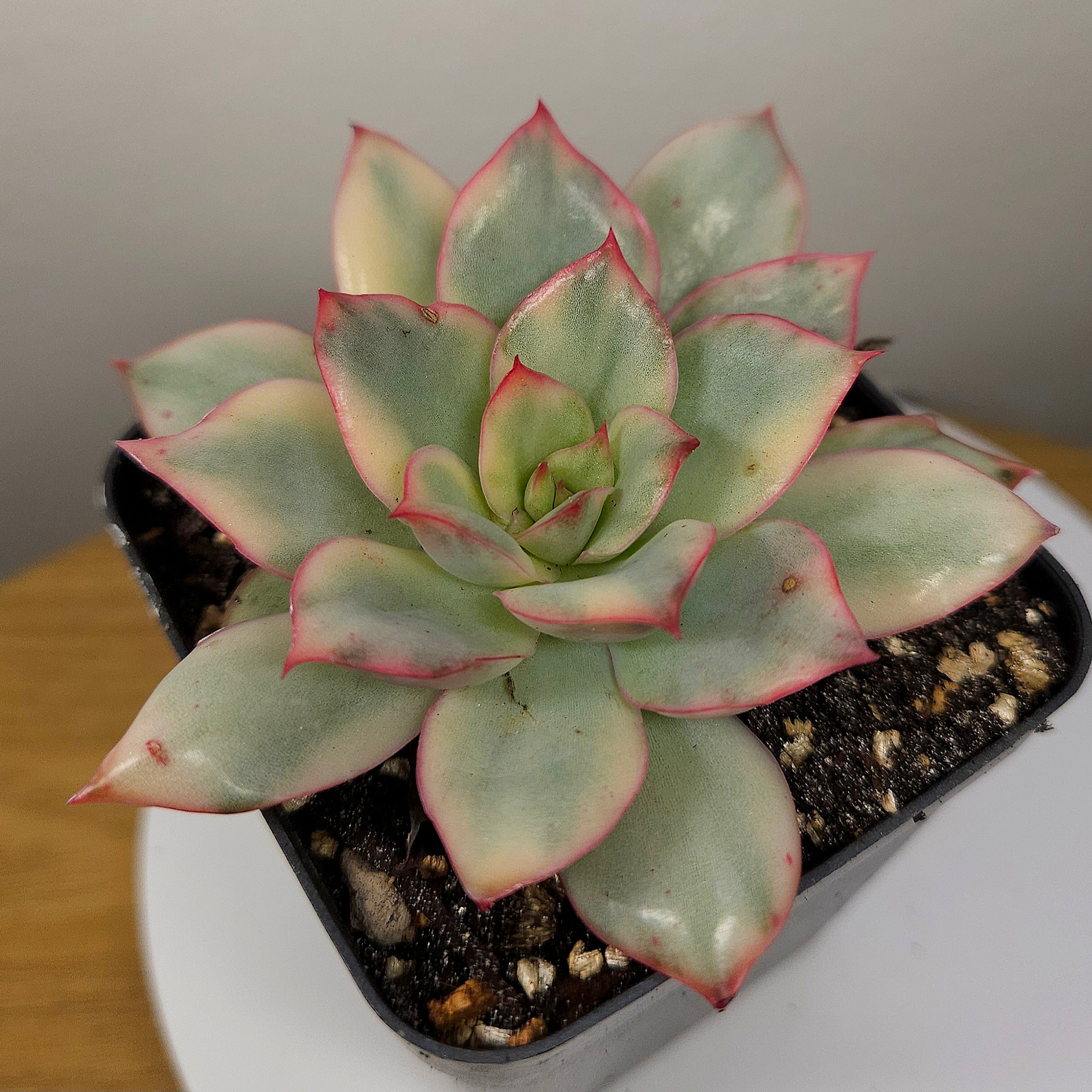 Echeveria ‘Moon Goddess’ – Rare Colourful Succulent Collector Plant