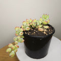 Cotyledon pendens – Rare Trailing Succulent