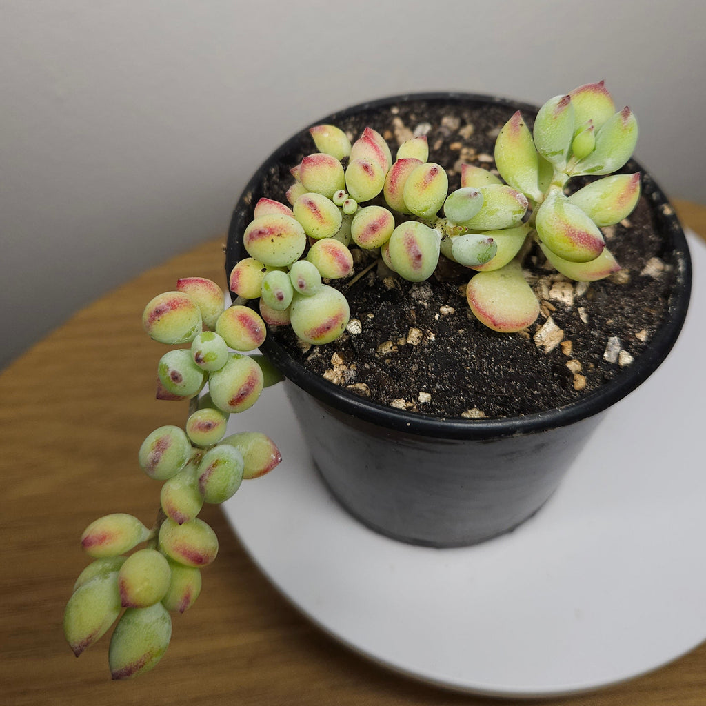 Cotyledon pendens – Rare Trailing Succulent