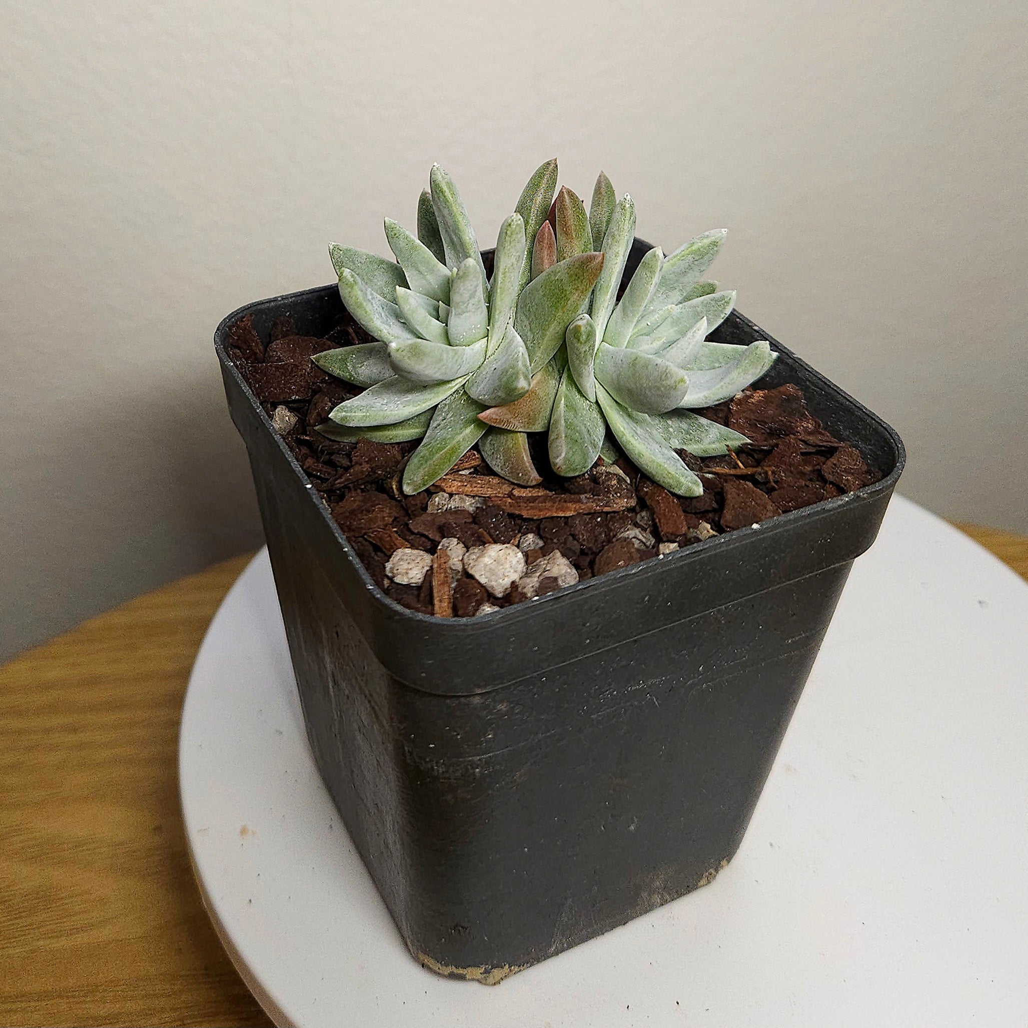 Dudleya greenei – Rare Silver Rosette Succulent