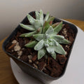 Dudleya greenei – Rare Silver Rosette Succulent