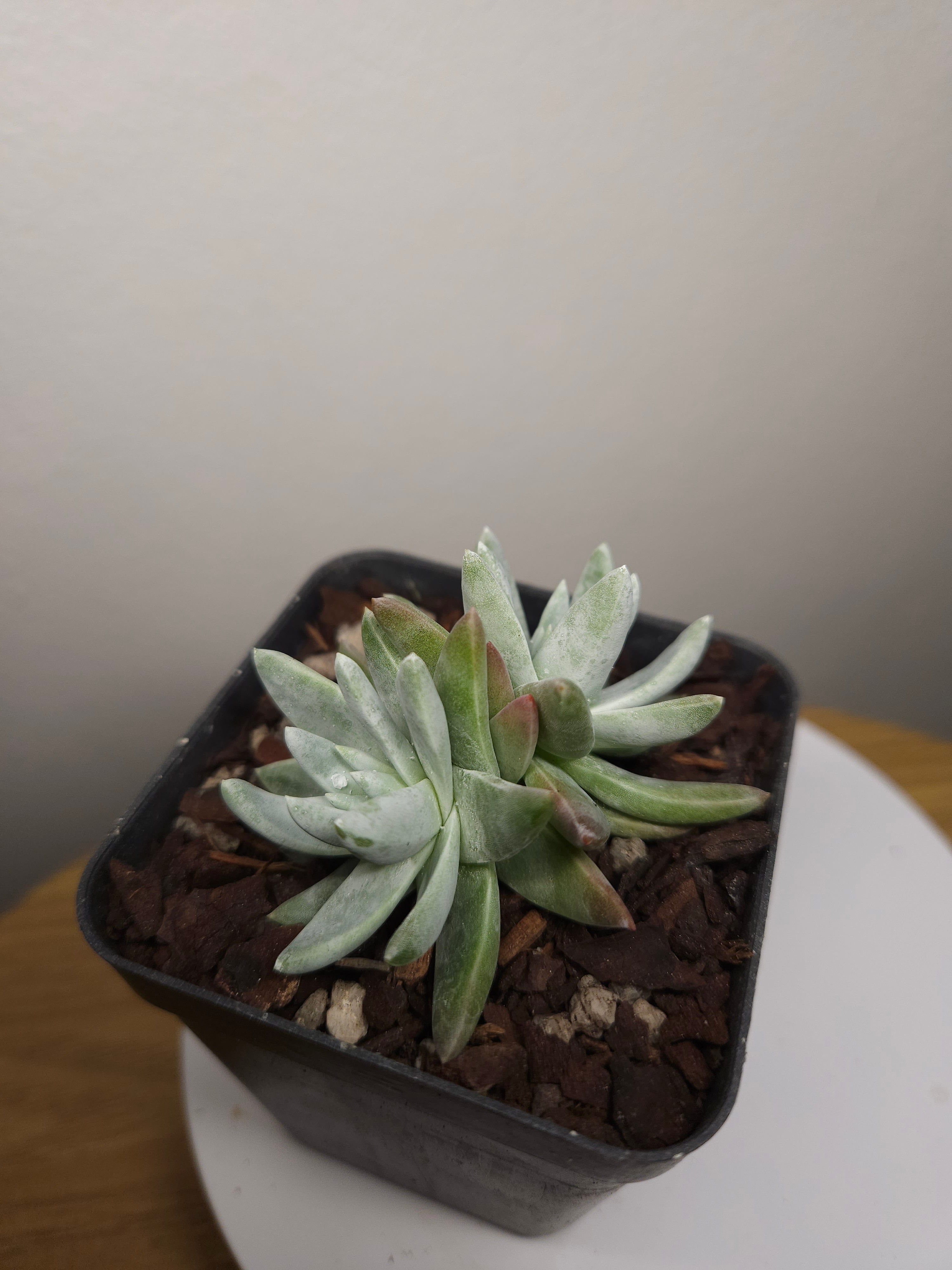 Dudleya greenei – Rare Silver Rosette Succulent