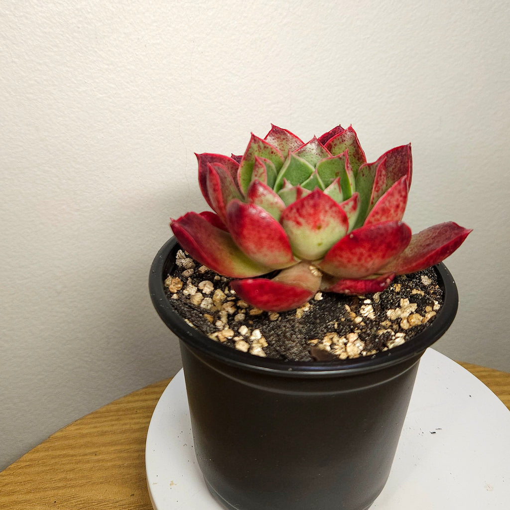 Echeveria Black Obsidian – Rare Dark Rosette Succulent