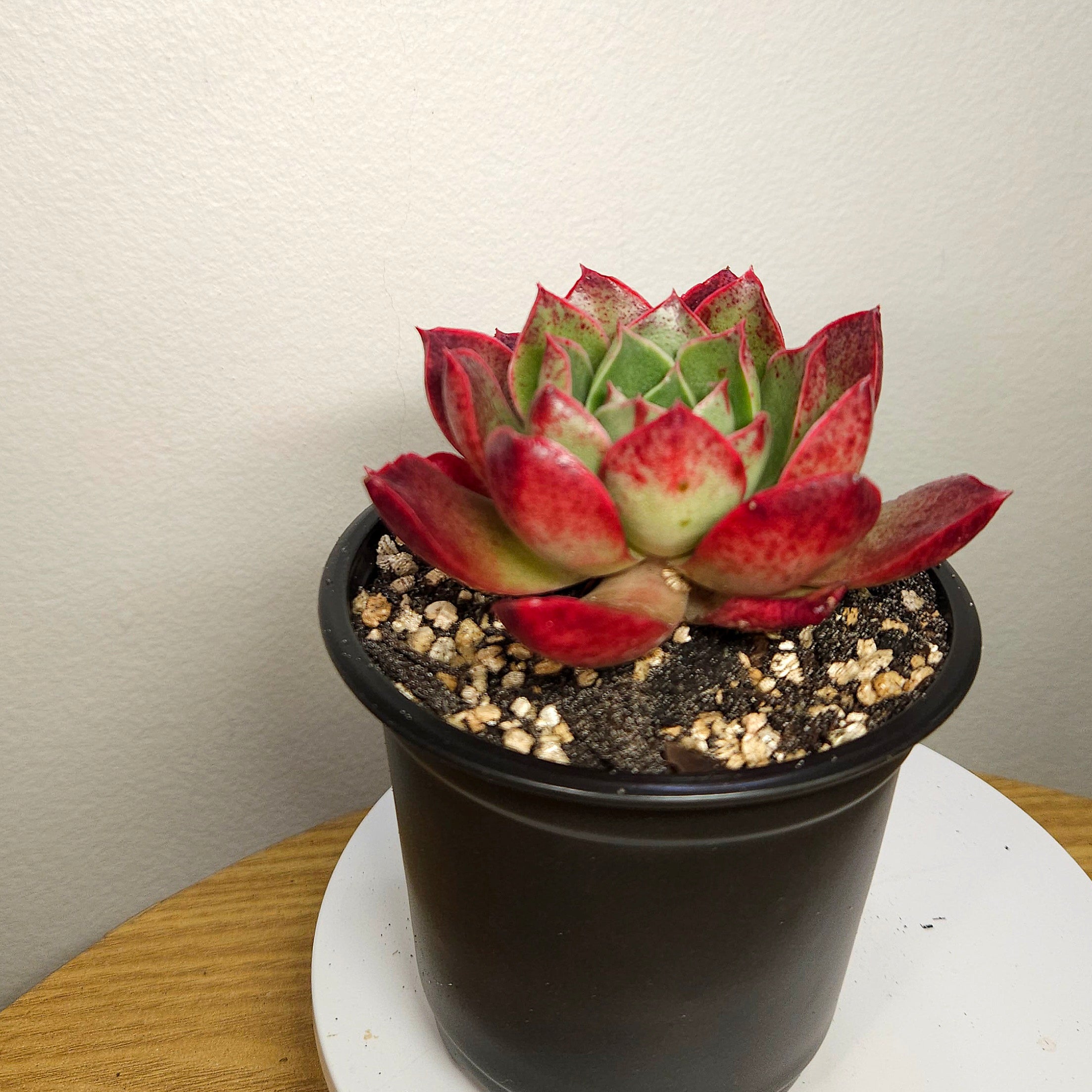 Echeveria Black Obsidian – Rare Dark Rosette Succulent