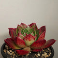 Echeveria Black Obsidian – Rare Dark Rosette Succulent