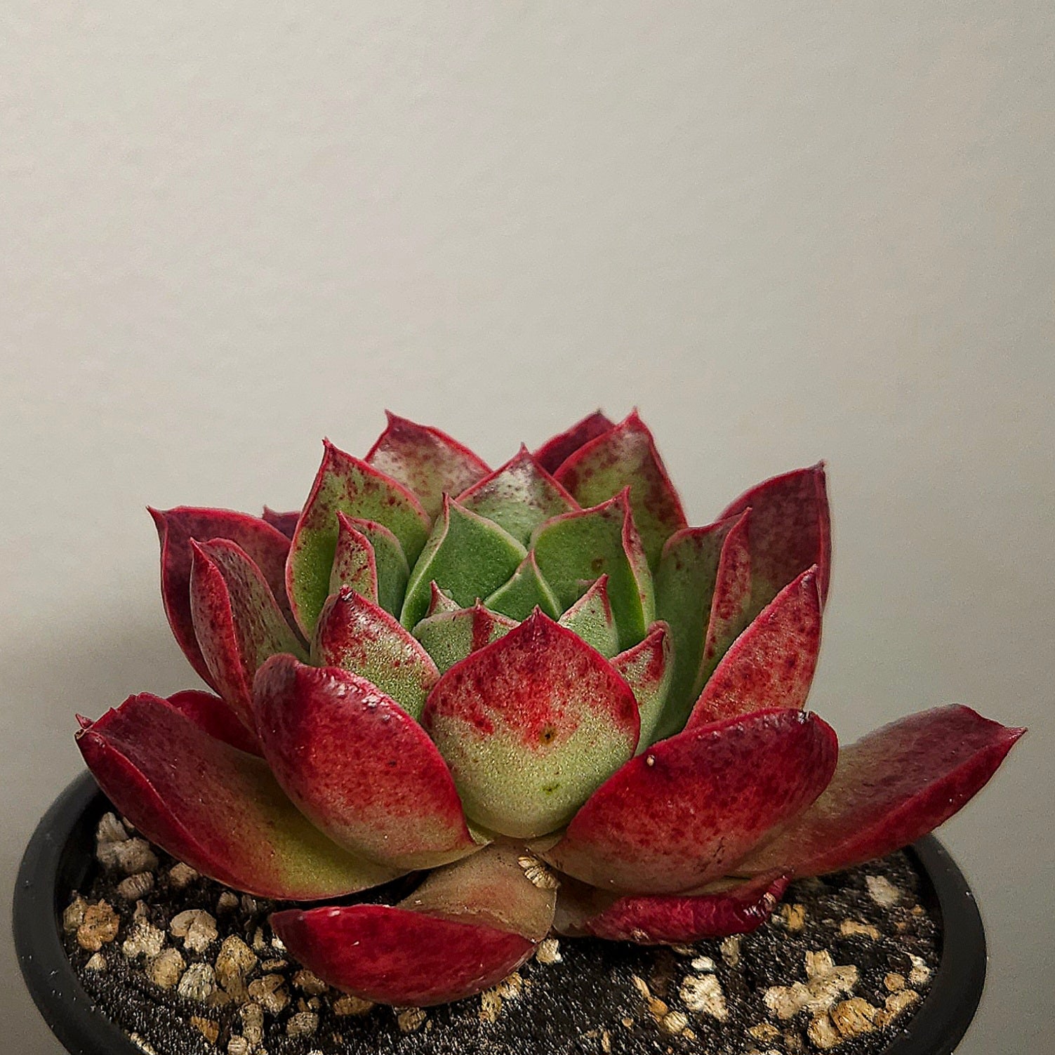 Echeveria Black Obsidian – Rare Dark Rosette Succulent