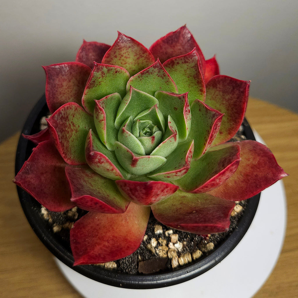 Echeveria Black Obsidian – Rare Dark Rosette Succulent