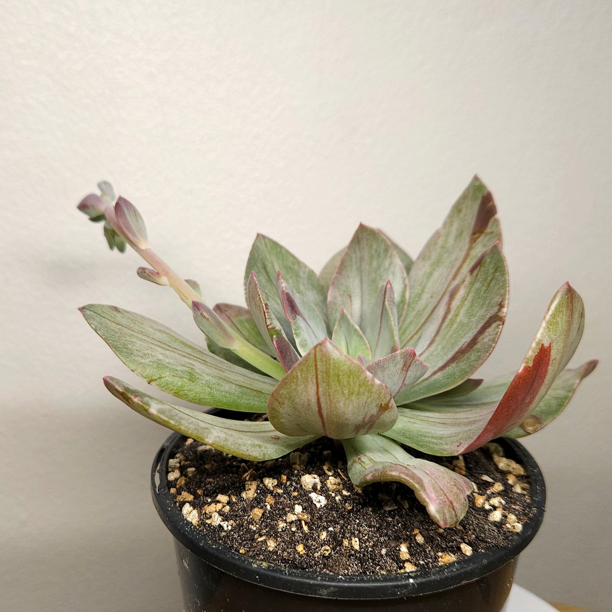 Echeveria Mosaic – Rare Patterned Rosette Succulent