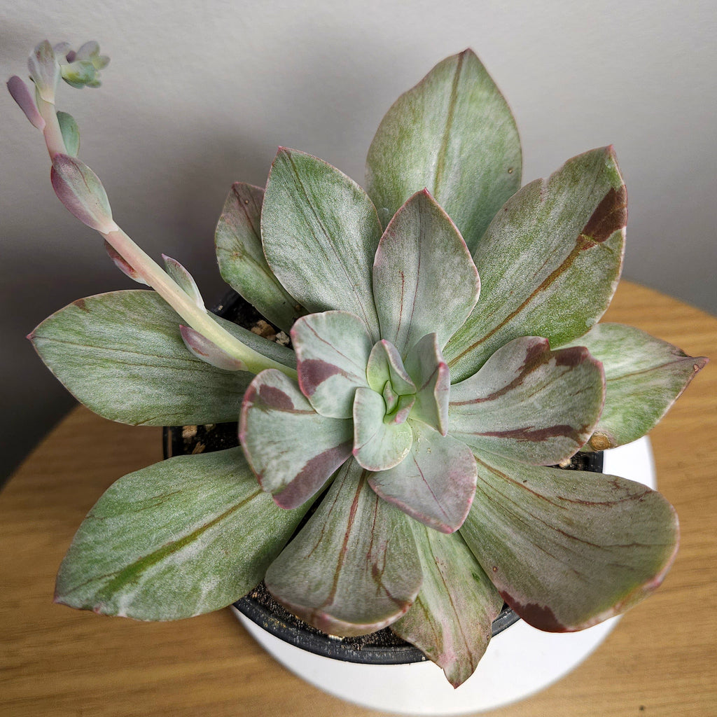 Echeveria Mosaic – Rare Patterned Rosette Succulent